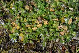 Attēlu rezultāti vaicājumam “Cerastium semidecandrum leaf”