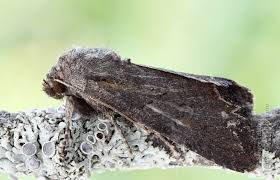 Attēlu rezultāti vaicājumam “Lacanobia suasa”