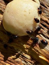 Attēlu rezultāti vaicājumam “Anisotoma humeralis”