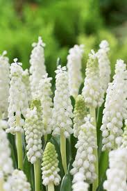 Attēlu rezultāti vaicājumam “Muscari botryoides flower”