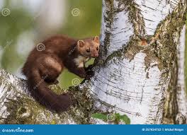 Attēlu rezultāti vaicājumam “Martes foina”