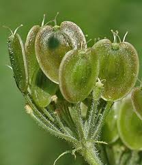 Attēlu rezultāti vaicājumam “Heracleum sphondylium subsp. sibiricum fruit”