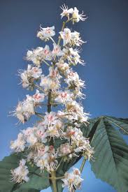 Attēlu rezultāti vaicājumam “Aesculus hippocastanum”