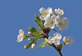 Attēlu rezultāti vaicājumam “Cerasus”