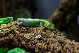 Risultati immagini per dasia smaragdina