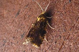 Attēlu rezultāti vaicājumam “Celypha siderana”