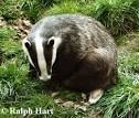 Badger curling up