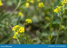Attēlu rezultāti vaicājumam “Sisymbrium loeselii”