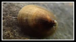 Attēlu rezultāti vaicājumam “Ancylus fluviatilis”