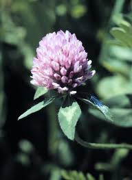 Attēlu rezultāti vaicājumam “Trifolium pratense”