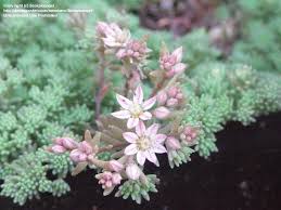 Attēlu rezultāti vaicājumam “Sedum hispanicum flower”