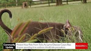 Image result for Collingwood Bowls Club