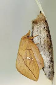 Attēlu rezultāti vaicājumam “Euthrix potatoria cocoon”