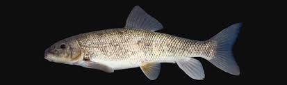 Image result for Cycleptus elongatus