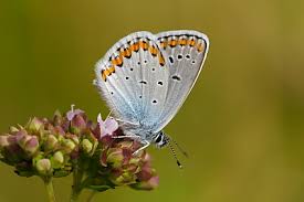 Attēlu rezultāti vaicājumam “Plebejus argyrognomon”