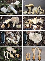 Attēlu rezultāti vaicājumam “Hydnum sp.”