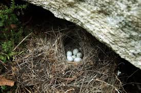 Attēlu rezultāti vaicājumam “Motacilla alba nest”