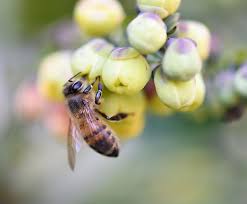 Image result for Boccia In Epsom & Ewell (Bees)