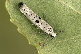 Attēlu rezultāti vaicājumam “Yponomeuta plumbella”