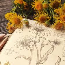 Attēlu rezultāti vaicājumam “Inula britannica leaf”