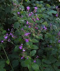 Attēlu rezultāti vaicājumam “xComagaria rosea  flower”