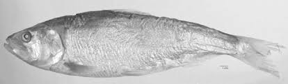 Image result for Alosa sapidissima