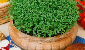 Image result for Gartenkresse