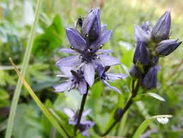 Attēlu rezultāti vaicājumam “Swertia perennis flower”
