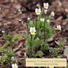 Attēlu rezultāti vaicājumam “Viola arvensis flower”