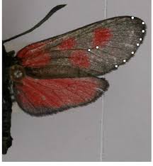 Attēlu rezultāti vaicājumam “Zygaena viciae”