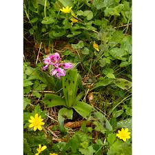 Attēlu rezultāti vaicājumam “Orchis mascula flower”