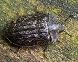 Attēlu rezultāti vaicājumam “Peltis grossa”