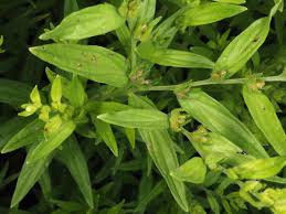 Attēlu rezultāti vaicājumam “Lithospermum officinale”