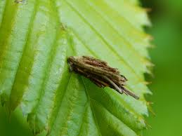 Attēlu rezultāti vaicājumam “Psyche casta larva”