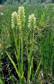 Attēlu rezultāti vaicājumam “Dactylorhiza ochroleuca bud”
