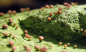 Attēlu rezultāti vaicājumam “Baeomyces rufus”