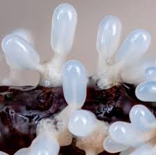 Attēlu rezultāti vaicājumam “Diachea leucopodia stalked”