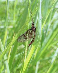 Attēlu rezultāti vaicājumam “Ephemera vulgata”