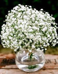 Attēlu rezultāti vaicājumam “Gypsophila paniculata flower”