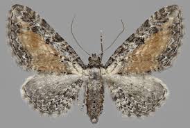 Attēlu rezultāti vaicājumam “Eupithecia icterata female”