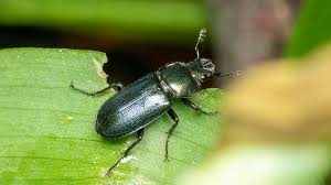 Attēlu rezultāti vaicājumam “Platycerus caraboides”