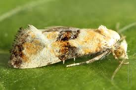 Attēlu rezultāti vaicājumam “Eupoecilia angustana”