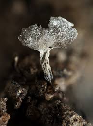 Attēlu rezultāti vaicājumam “Physarum obscurum”