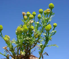 Attēlu rezultāti vaicājumam “Matricaria discoidea leaf”