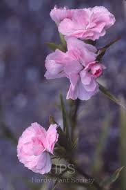 Attēlu rezultāti vaicājumam “Silene x arkwrightii Vesuvius flower”