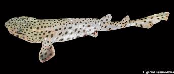 Image result for Scyliorhinus stellaris