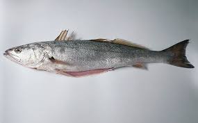 Image result for Elops saurus