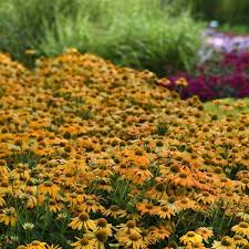 Image result for Echinacea Lustre hybrids