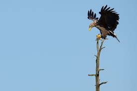 Image result for Haliaeetus albicilla