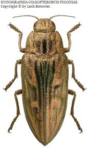 Attēlu rezultāti vaicājumam “Chalcophora mariana”